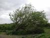 Whitethorn at Bradfield farm in Killowen_thumb.jpg 2.4K
